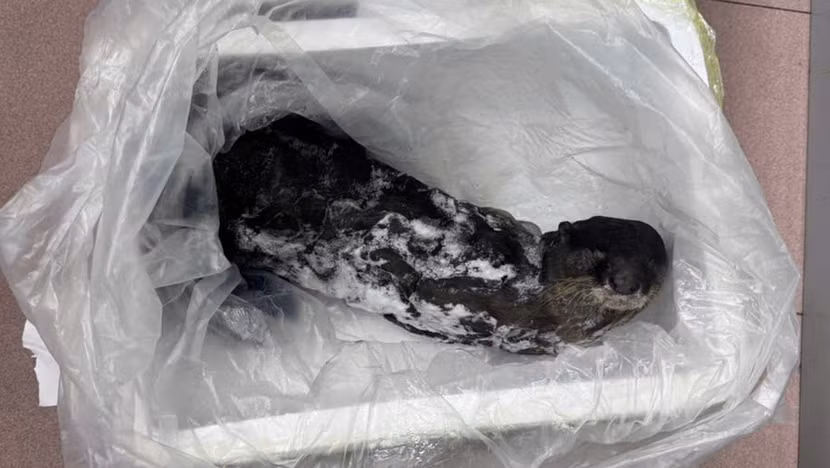 Tang vật bị thu giữ