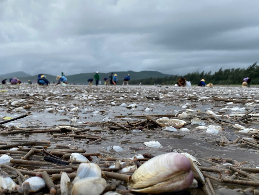 Ngao biển dạt trắng bờ