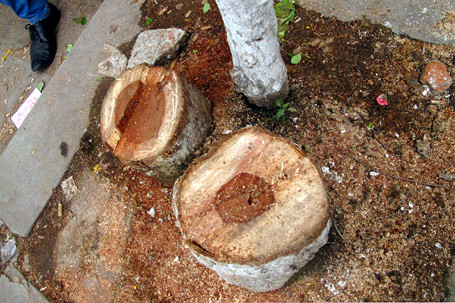 Giả tình nhân ôm nhau dưới gốc cây để...cưa trộm sưa ảnh 1