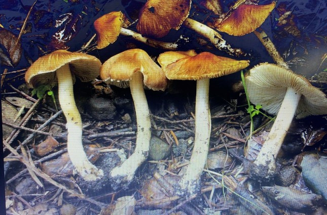 Loại nấm mà gia đình chị T. đã ăn Loại nấm mà gia đình chị T. đã ăn