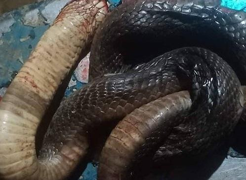 Con rắn đã cắn ông D,