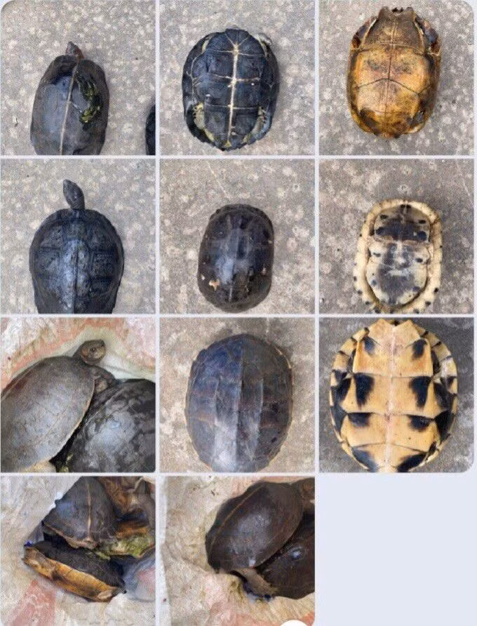 Phát hiện đầu nậu mua bán rùa trái phép từ Tây Ninh về TP.Hồ Chí Minh