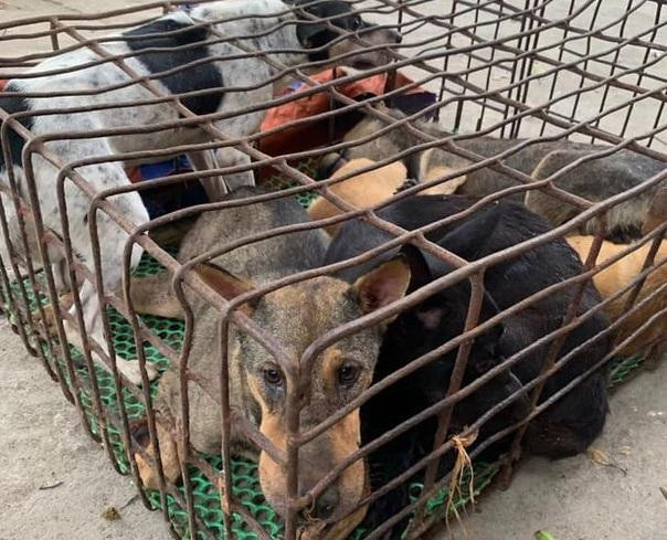 Số chó mà Thuyên chở đi bán Số chó mà Thuyên chở đi bán