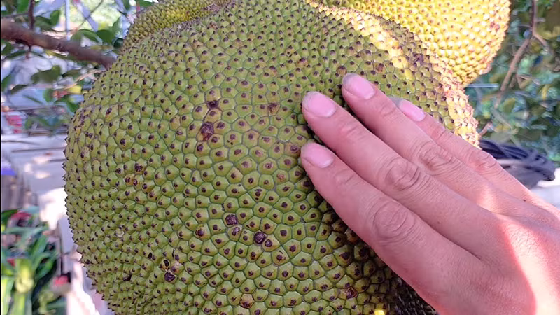 Mít chín cây thường có màu xanh vàng, gai nở to