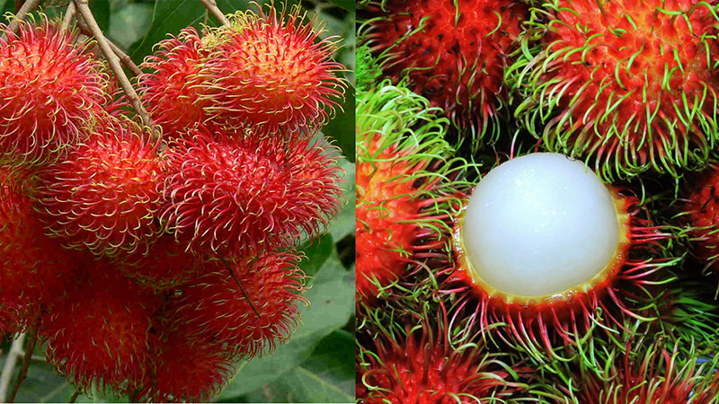 Chôm chôm không tẩm thuốc, râu sẽ tươi xanh và để được lâu hơn