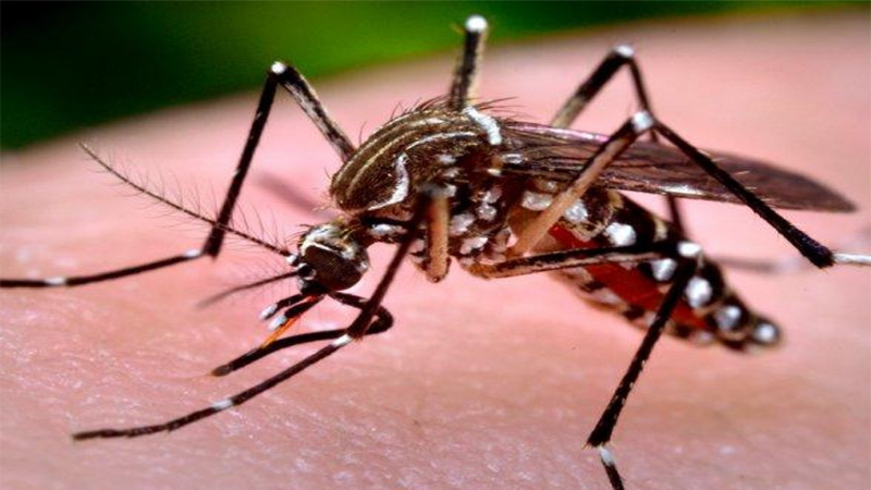 Muỗi vằn mang virus Dengue sẽ truyền bệnh lên người khi đang hút máu Muỗi vằn mang virus Dengue sẽ truyền bệnh lên người khi đang hút máu