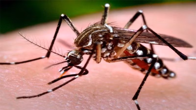Muỗi vằn mang virus Dengue sẽ truyền bệnh lên người khi đang hút máu