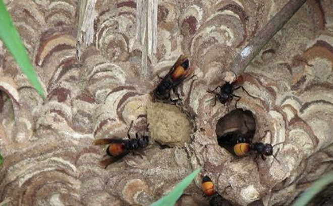 Anh Hảo bị ong vò vẽ trong vườn nhà đốt dẫn đến tử vong (ảnh minh họa) Anh Hảo bị ong vò vẽ trong vườn nhà đốt dẫn đến tử vong (ảnh minh họa)