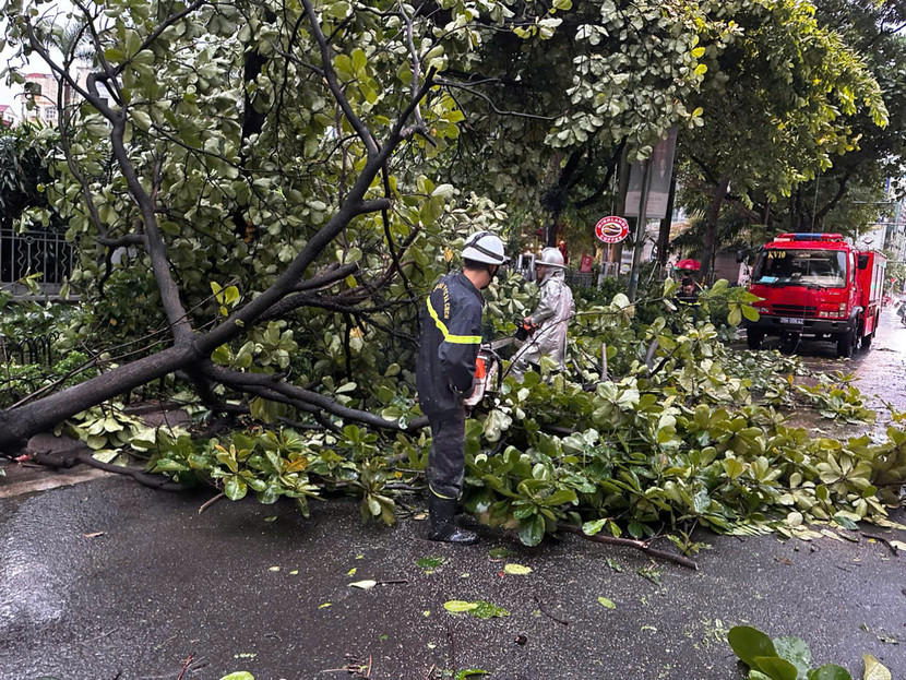 Đội chữa cháy và CNCH khu vực số 10 xử lý cây đổ trên phố Giảng Võ