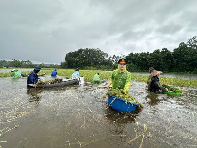 Hơn 180ha lúa bị ngập nước lũ đã được lực lượng Công an thị xã Sơn Tây giúp người dân thu hoạch trong những ngày vừa qua Hơn 180ha lúa bị ngập nước lũ đã được lực lượng Công an thị xã Sơn Tây giúp người dân thu hoạch trong những ngày vừa qua