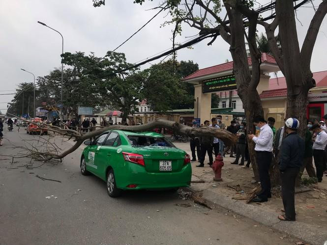 Hiện trường nơi xành cây đổ đè lên xe taxi