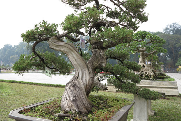 Ngỡ ngàng "lạc" vào vườn cây cảnh bạc tỉ ảnh 17