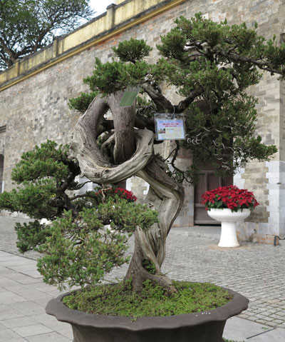 Ngỡ ngàng "lạc" vào vườn cây cảnh bạc tỉ ảnh 4