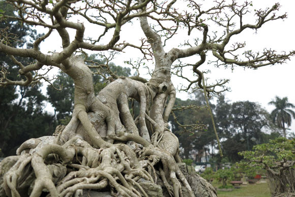 Ngỡ ngàng "lạc" vào vườn cây cảnh bạc tỉ ảnh 3