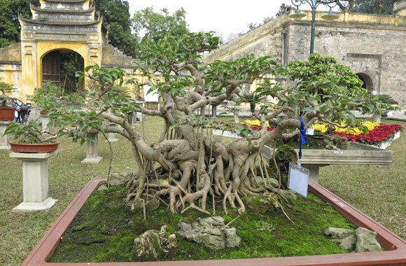 Ngỡ ngàng "lạc" vào vườn cây cảnh bạc tỉ ảnh 20