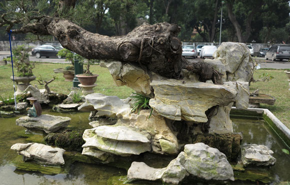 Ngỡ ngàng "lạc" vào vườn cây cảnh bạc tỉ ảnh 12