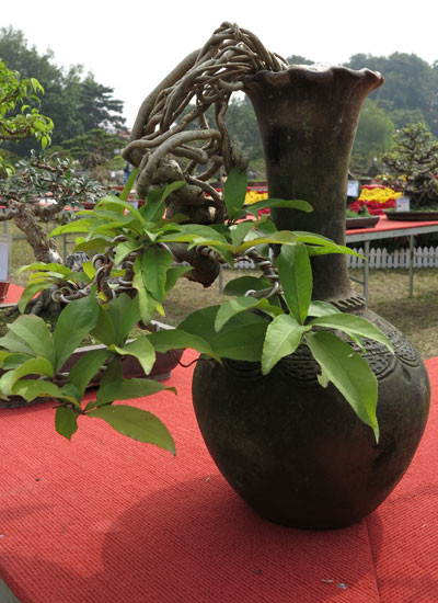 Ngỡ ngàng "lạc" vào vườn cây cảnh bạc tỉ ảnh 11