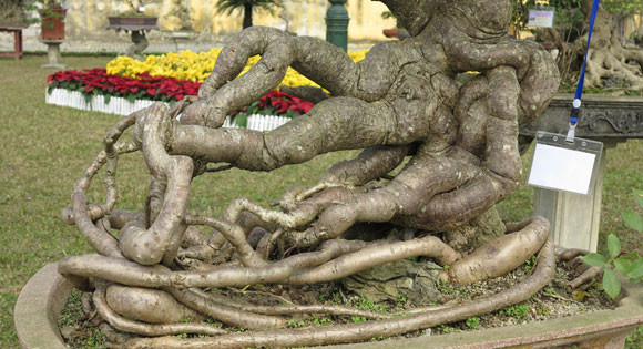 Ngỡ ngàng "lạc" vào vườn cây cảnh bạc tỉ ảnh 18