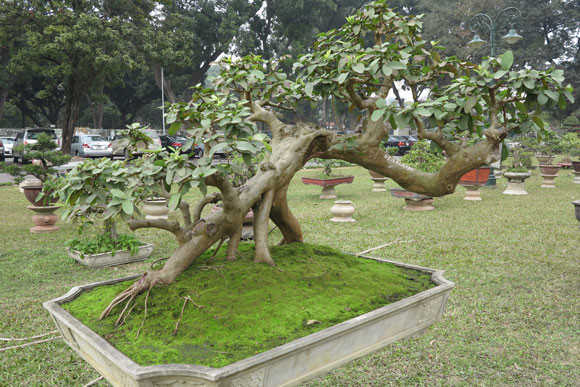 Ngỡ ngàng "lạc" vào vườn cây cảnh bạc tỉ ảnh 16