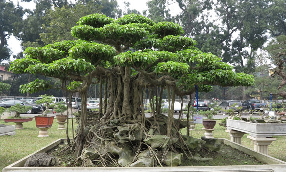 Ngỡ ngàng "lạc" vào vườn cây cảnh bạc tỉ ảnh 13