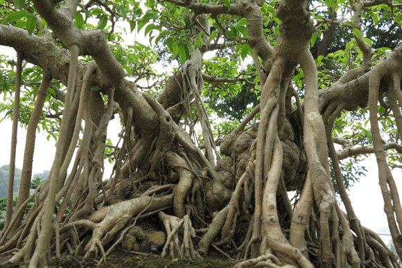 Ngỡ ngàng "lạc" vào vườn cây cảnh bạc tỉ ảnh 2