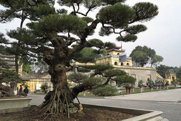 Ngỡ ngàng "lạc" vào vườn cây cảnh bạc tỉ ảnh 9