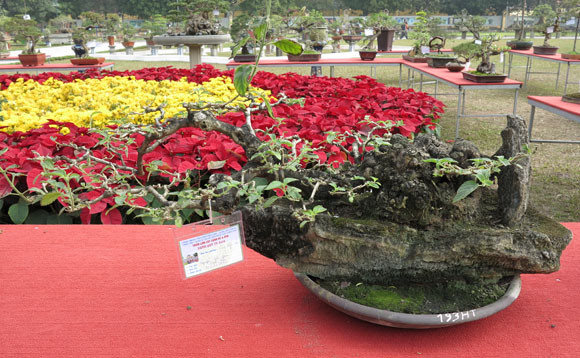 Ngỡ ngàng "lạc" vào vườn cây cảnh bạc tỉ ảnh 10