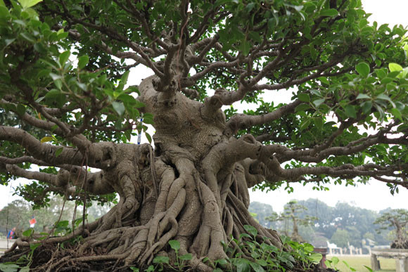 Ngỡ ngàng "lạc" vào vườn cây cảnh bạc tỉ ảnh 19