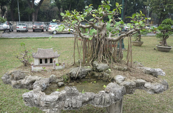 Ngỡ ngàng "lạc" vào vườn cây cảnh bạc tỉ ảnh 6