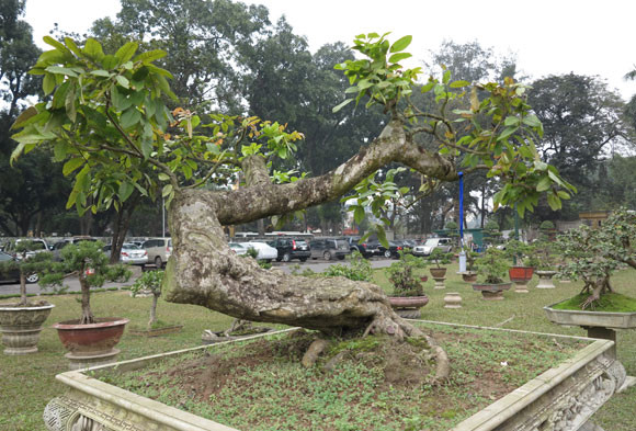 Ngỡ ngàng "lạc" vào vườn cây cảnh bạc tỉ ảnh 14