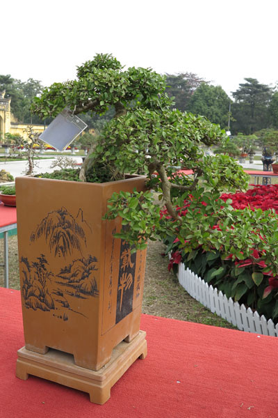 Ngỡ ngàng "lạc" vào vườn cây cảnh bạc tỉ ảnh 8