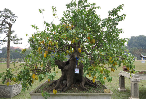 Ngỡ ngàng "lạc" vào vườn cây cảnh bạc tỉ ảnh 15