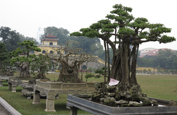 Ngỡ ngàng "lạc" vào vườn cây cảnh bạc tỉ ảnh 1