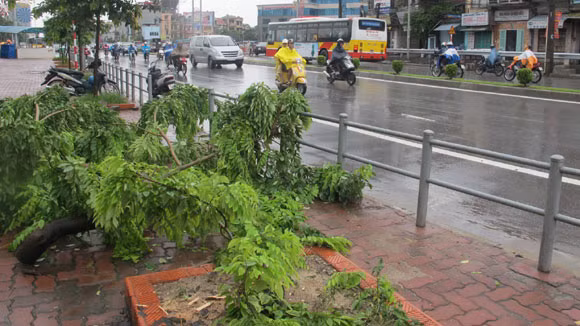 “Sưa tặc” tiếp tục lộng hành trong mưa bão ảnh 2