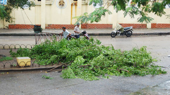 “Sưa tặc” tiếp tục lộng hành trong mưa bão ảnh 1