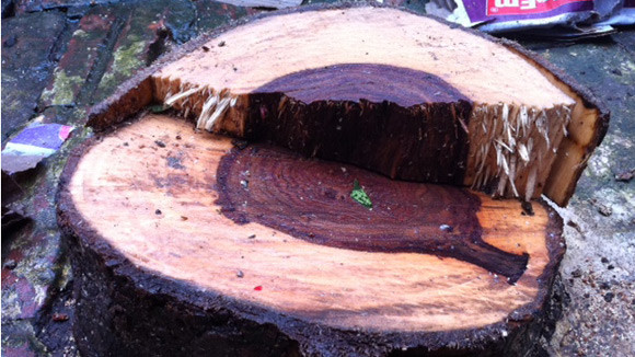 “Sưa tặc” ra tay giữa bão Haima ảnh 2