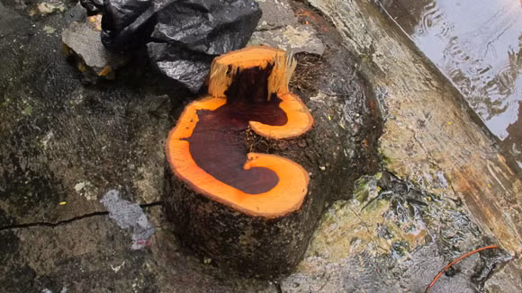 “Sưa tặc” tiếp tục lộng hành trong mưa bão ảnh 3