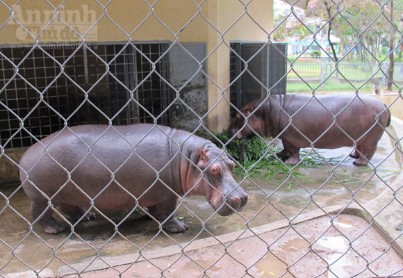 Sự thật vụ “hà mã Vườn thú Hà Nội bị thương, chảy máu loang lổ” ảnh 2