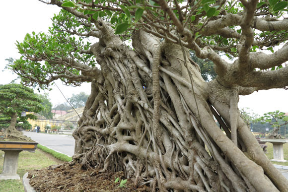 Ngỡ ngàng "lạc" vào vườn cây cảnh bạc tỉ ảnh 5