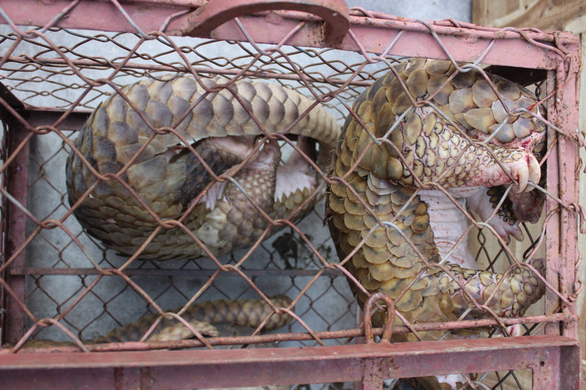 Tê tê là một trong các loài động vật hoang dã nguy cấp thường bị buôn bán và vận chuyển trái phép