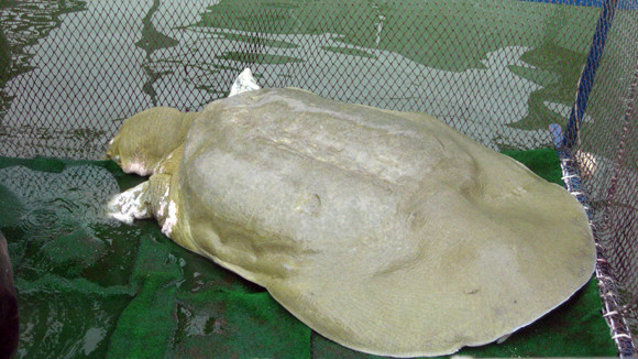 Cụ Rùa lúc 17h31 và 17h32 ngày 12/7/2011 Cụ Rùa lúc 17h31 và 17h32 ngày 12/7/2011