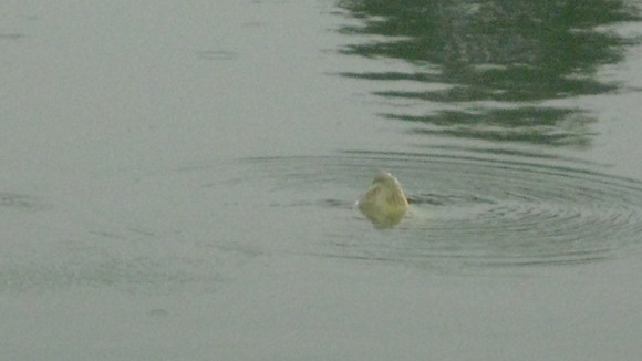 Gần 15 phút sau, cụ Rùa bơi lại gần khu bể điều trị như một lời tạm biệt Vẫn cái dáng bơi nghênh nghênh đầu như trước kia (Ảnh:PGS Hà Đình Đức)