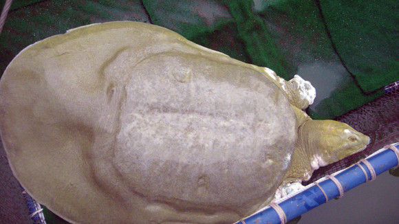 Cụ Rùa lúc 17h31 và 17h32 ngày 12/7/2011