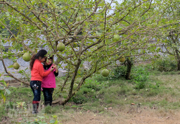 Đào tiên nhà chùa tan nát vì… lời tỏ tình ảnh 11 Đào tiên nhà chùa tan nát vì… lời tỏ tình ảnh 11