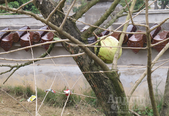 Đào tiên nhà chùa tan nát vì… lời tỏ tình ảnh 8 Đào tiên nhà chùa tan nát vì… lời tỏ tình ảnh 8