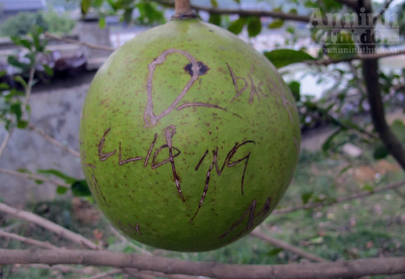 Đào tiên nhà chùa tan nát vì… lời tỏ tình ảnh 5