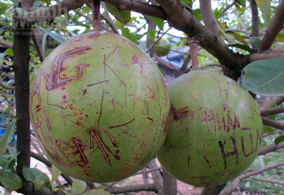 Đào tiên nhà chùa tan nát vì… lời tỏ tình ảnh 7 Đào tiên nhà chùa tan nát vì… lời tỏ tình ảnh 7