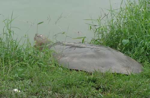 “Nên thả con ba ba “khủng” xuống...chỗ bị bắt lên” ảnh 3