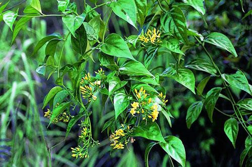 Giận chồng chị V. ăn lá ngón tự tử (Ảnh minh hoạ)