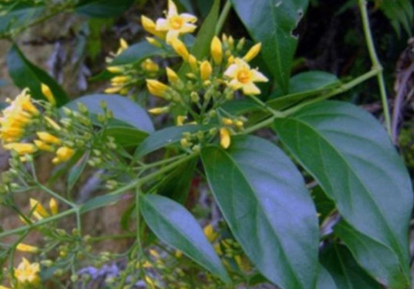 H. ăn nhầm lá ngón dẫn đến tử vong (ảnh minh họa)